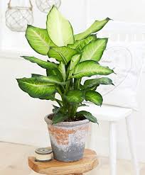 Dieffenbachie Summer Style Flower Pots Outdoor Potted Plants Outdoor Plants