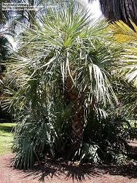 Image result for Nannorrhops ritchieana