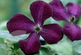 Purple is also a favourite colour of children and purple flowers by botanical name and common name: Clematis Black Prince Clematis Group 3 Clematis Plants Uk Trees To Plant