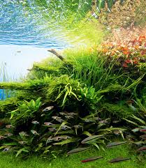 Maybe you would like to learn more about one of these? Enjoying Jungle Plants And Various Tropical Plants Ada