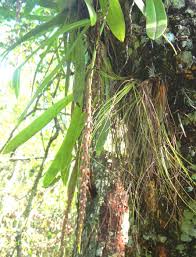 Image result for Bulbophyllum cochleatum