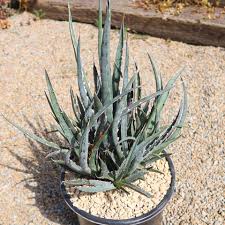 Image result for Aloe welwitschii