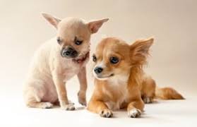 If you're intrigued and horrified at how this. Chihuahua Merkmale Und Besonderheiten Des Kleinen Modehundes