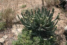 Image result for Euphorbia guerichiana