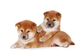 To be housebroken most shiba inus just need to be taken outside after waking up from naps and after eating meals until they get the idea. The Cost Of Shiba Inu Puppies Adult Dogs With Calculator Petbudget