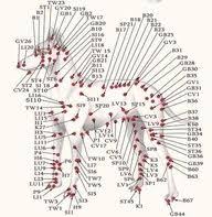 Dog Meridian Chart Acupressure Points Acupuncture Points