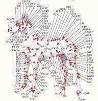 dog meridian chart acupressure points acupuncture points