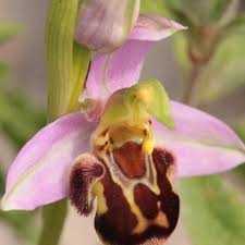 Image result for Liparis odontochilos