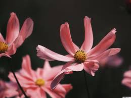 You can get a backlight. Pink Cosmos Flower Photography Hd Wallpaper Download