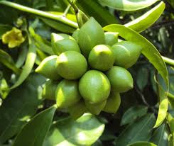 Image result for Artabotrys