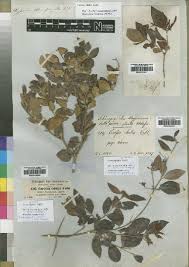 Image result for Ancylobothrys scandens