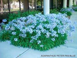 Agapanthus Peter Pan Tinker Bell Youtube Agapanthus Dwarf Plants Plants