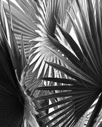 Black And White Palm Tree Pictures Palm Leaves Black White Palm Tree Nature By Imagesbyjune On Etsy 16 00 Gray Aesthetic Black And White Jungle Photography