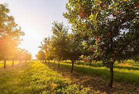 Apple trees are very rewarding to grow at home. 27 Different Types Of Fruit Trees Plus More Fruitful Facts Home Stratosphere