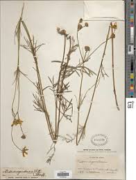 Image result for Blepharispermum pubescens