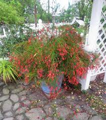 Fire Cracker Plant Front House Landscaping Plants Front Yard Garden