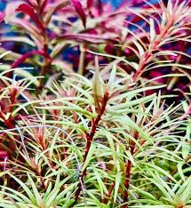 Image result for Rotala mexicana