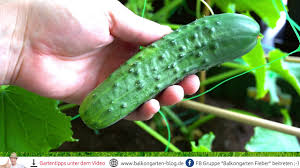 Doch auch wenn ein radieschen bis über. Wann Sind Gurken Reif Zum Ernten Youtube