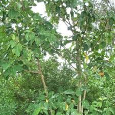 Image result for Ficus sur