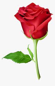 Transparent Long Stem Rose Clipart Picsart Rose Png Hd Png Download Is Free Transparent Png Image To Explore More Similar Hd Rose Clipart Rose Png Clip Art