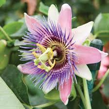 Pin On Orchids