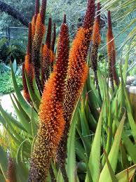 Image result for Aloe carnea