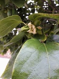 Image result for Diospyros kirkii