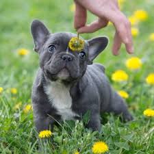 Adorable blue fawn pied french bulldog puppy boy usd 1,700 (fixed) adorable blue fawn pied frenchie puppy boy come with: Blue French Bulldog The Ultimate Guide French Bulldog Breed