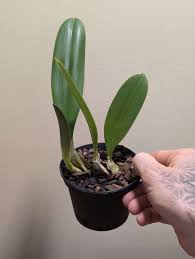 Image result for Bulbophyllum schinzianum