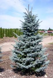Appreciating the shimmering blue needles of a first rate colorado blue spruce has just gotten easier with the addition of 'baby blue eyes' colorado blue spruce to our inventories. Picea Pungens Baby Blue Eyes Spruce Tree Buy In Franklin