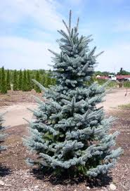 Appreciating the shimmering blue needles of a first rate colorado blue spruce has just gotten easier with the addition of 'baby blue eyes' colorado blue spruce to our inventories. Picea Pungens Baby Blue Eyes Spruce Tree Buy In Franklin