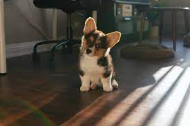 Corgi Price How Much Should You Budget To Raise A Corgi Dog Your Dog Advisor