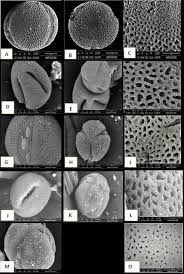 Image result for Oxalis anthelmintica