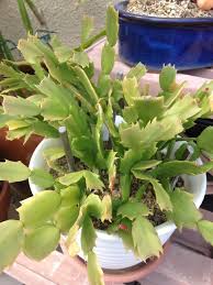 シャコバサボテンの育て方 水やりや剪定方法は 植え替えの時期は Greensnap グリーンスナップ