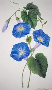 Blue Flower Clipart Morning Glory Vine 15 591 X 1016 Blue Flower Clipart Morning Glory Vine 15 591 X 1016 The Flower Art Flower Painting Watercolor Flowers