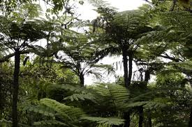 Image result for Cyathea manniana