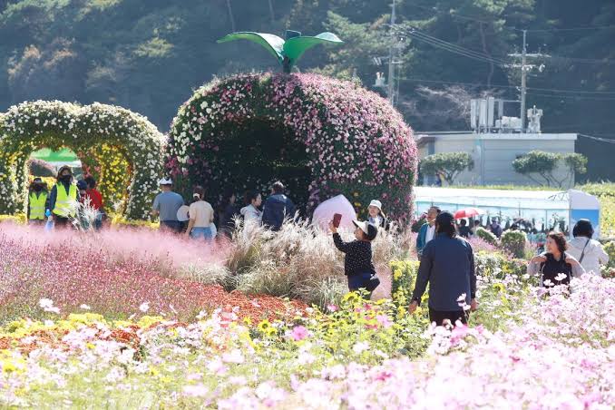 세계문화유산 화순 고인돌 가을꽃 축제 照片 3