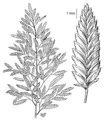 Image result for Eragrostis cilianensis