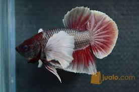 Perawatan ikan cupang sendiri sangat mudah, beda dengan ikan yang lainya yang membutuhkan paling mahal sendiri ikan cupang jenis nemo cooper dengan harga rp 800 ribu sedangkan black. Ikan Cupang Plakat Big Ear Red Copper Berkualitas Tangerang Jualo