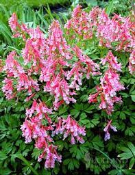 You need shade loving perennial flowers if you garden in the dappled light of a forest. Zone 7 Shade Perennials