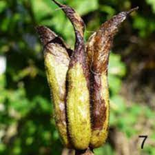 The New Killer Disease Of Columbines Garden Org