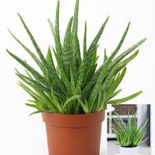 Schützt unsere haut, macht sie zart und spendet feuchtigkeit, hilft bei der regeneration sowie bei der heilung von akne. Aloe Vera Vermehren So Klappt S Garantiert Mein Schoner Garten