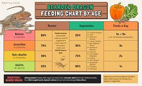 How Often To Feed A Bearded Dragon Diet By Age Guide