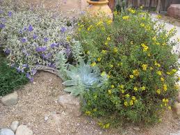 Image result for Justicia incana