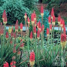 Image result for Uvaria schweinfurthii