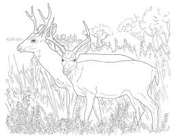 Includes images of baby animals, flowers, rain showers, and more. Fallow Deer Coloring Page Free Printable Coloring Pages Coloring Library