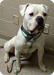Urgent I Am At A Full High Kill Shelter In Troy Oh American Bulldog Mix Meet Teddy A Dog For Adopt American Bulldog American Bulldog Mix Super Cute Dogs
