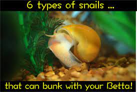 6 Types Of Snails That Can Bunk With Your Betta Betta Aquarium Betta Fish Tank Betta Fish