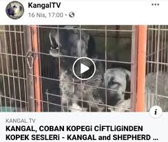 Kopek Sesi