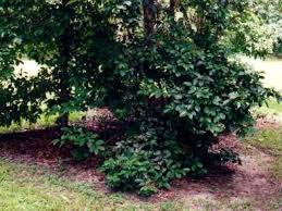 Image result for Syzygium owariense